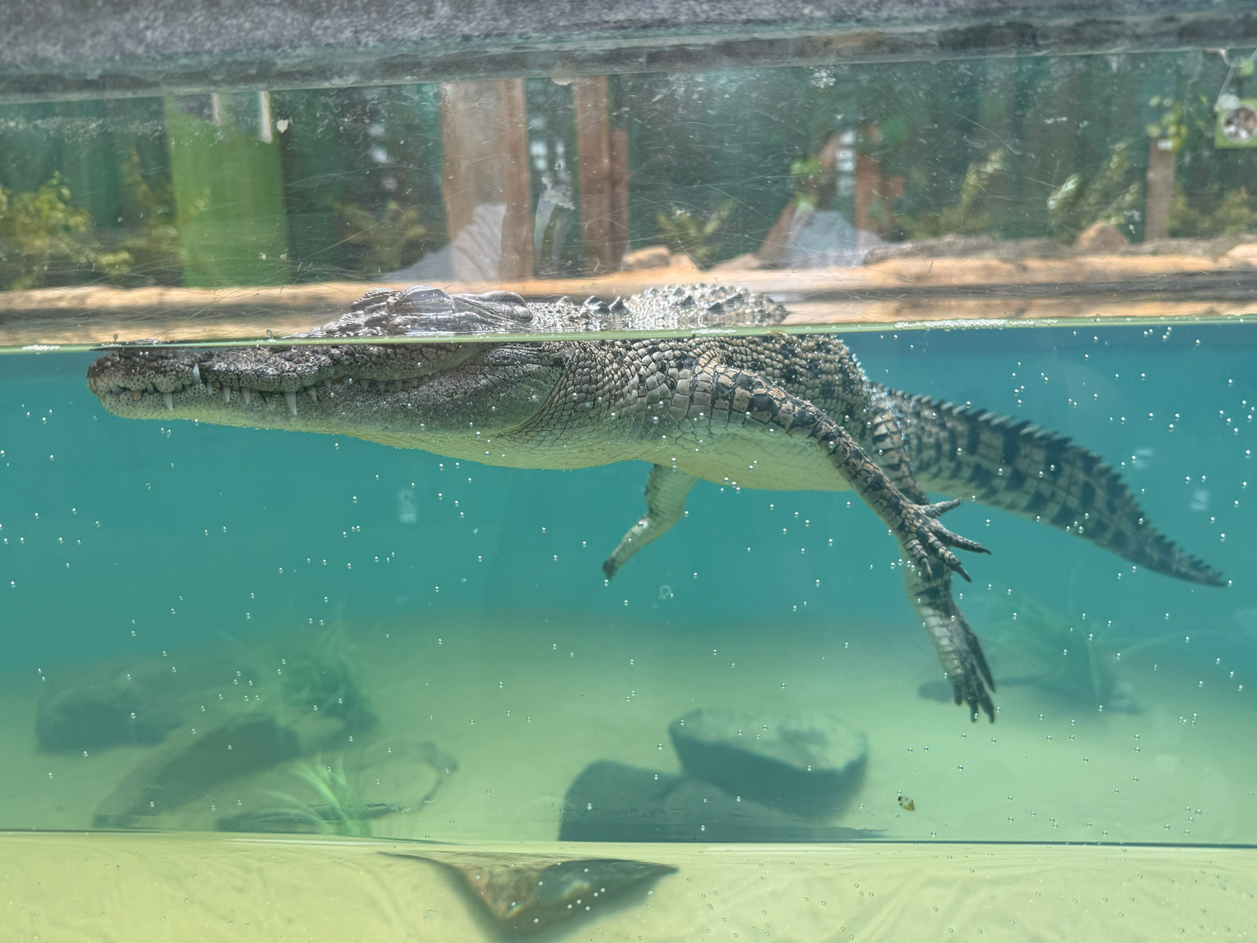 Crocodile Port Stephens