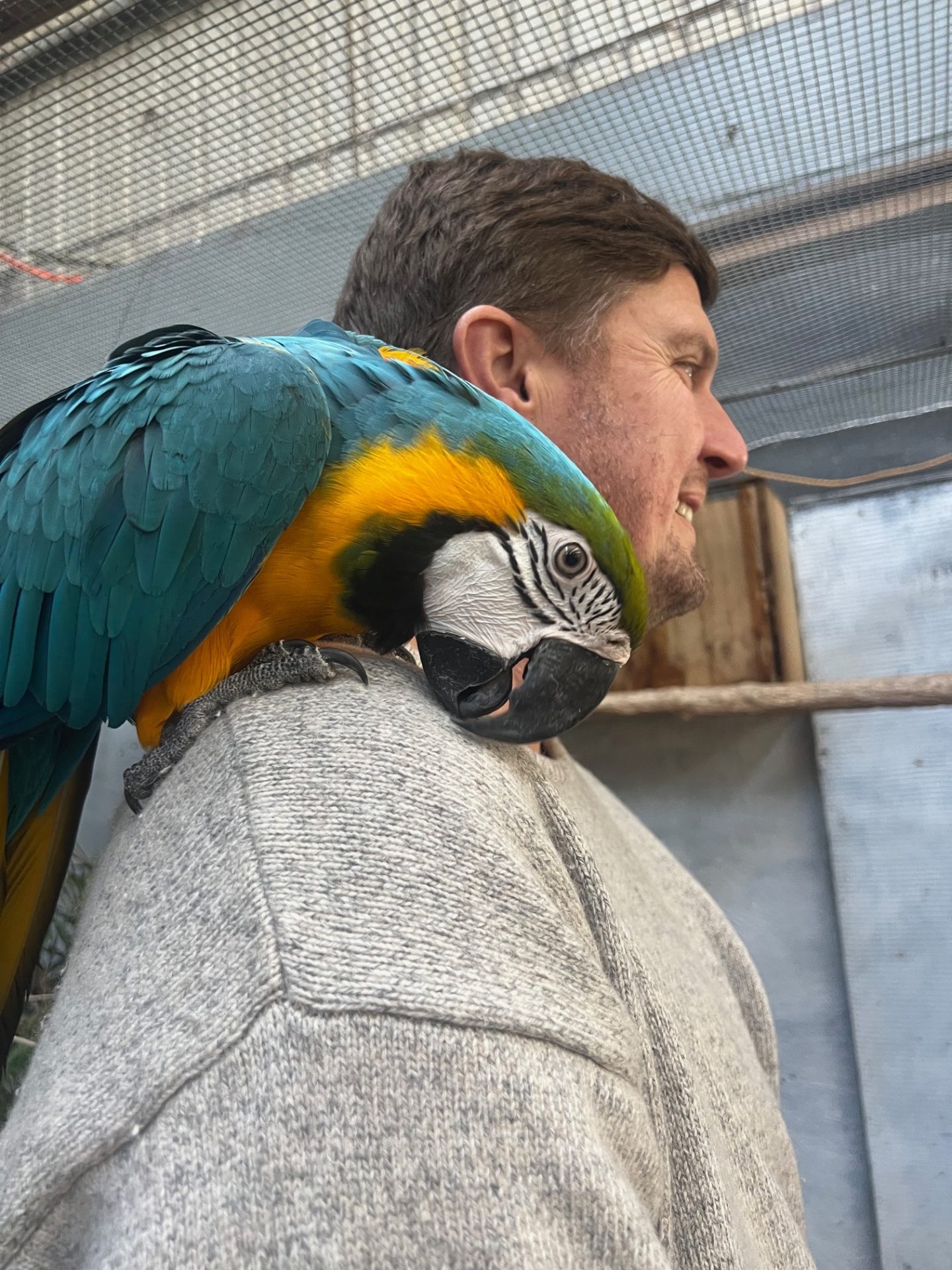 Macaw perched on a keeper's shoulder