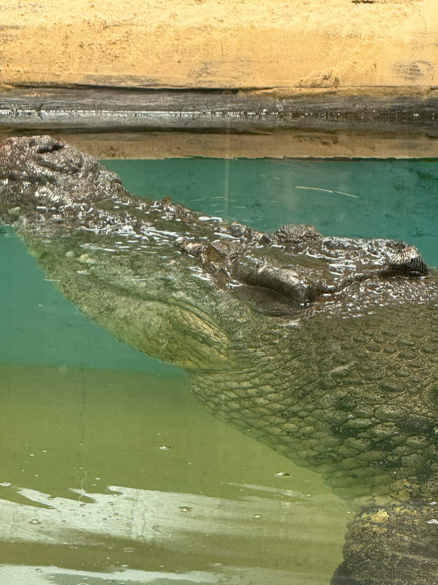 Crocodile Port Stephens