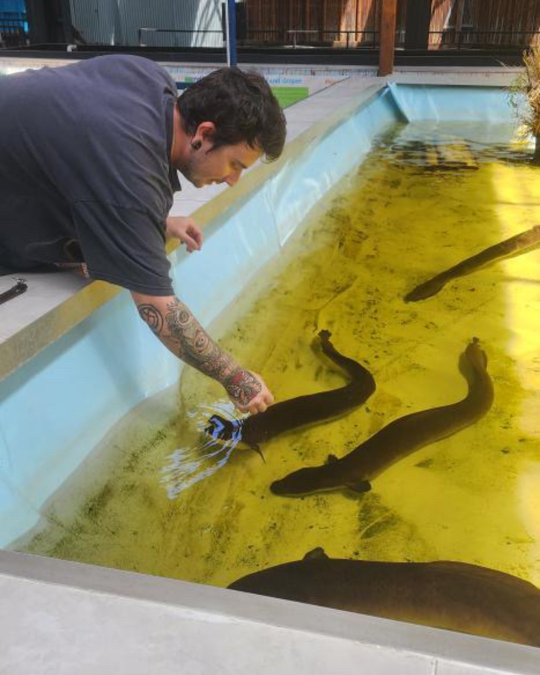 Student hand-feeding eels in the aquarium