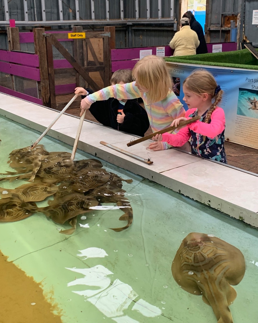 Students feeding stingrays at the touch pool